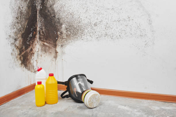 Best Black Mold Remediation in Ladson, SC