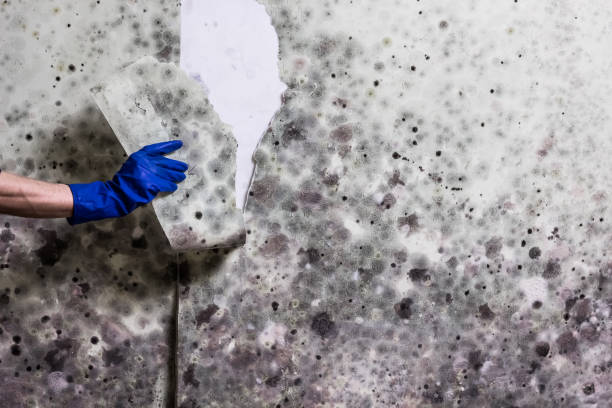Best Basement Mold Remediation in Ladson, SC