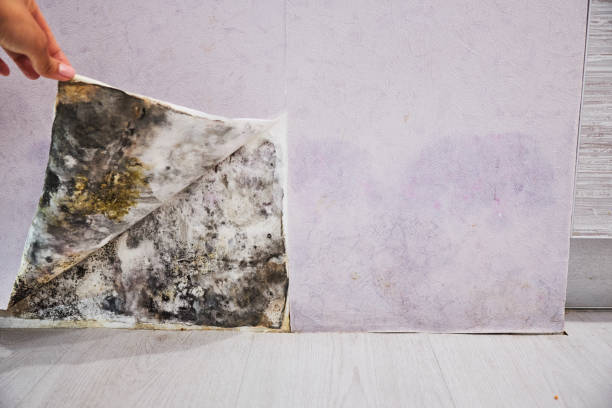 Best Mold Testing and Inspection Services in Ladson, SC